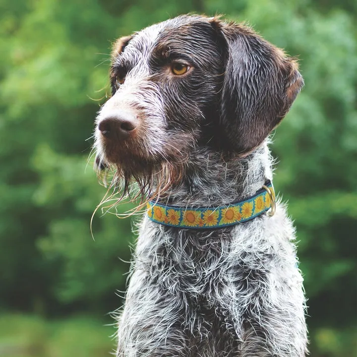 Collar | Bright Sunflowers